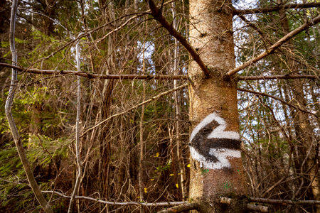 Forest trail during an autumn hike in the mountains.の写真素材