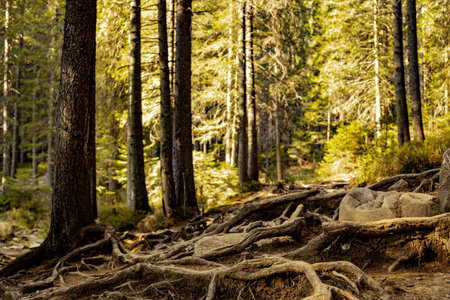 Tree roots on a hiking trail in the park.の写真素材