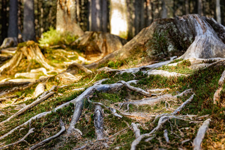 Tree roots on a hiking trail in the park.の写真素材