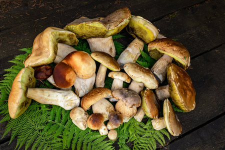 Autumn season of picking porcini mushrooms in the forest.の写真素材