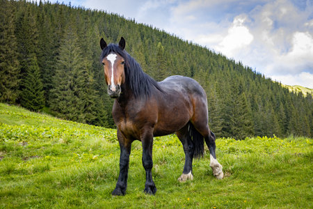 Horse in the mountains, natural environment, mountain landscape.の写真素材