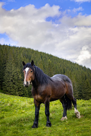 Horse in the mountains, natural environment, mountain landscape.の写真素材