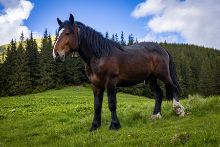 Horse in the mountains, natural environment, mountain landscape.の写真素材