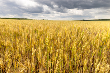 Landscape view of a wheat field against a background of sky with clouds.の写真素材