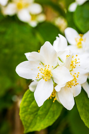 Beautifully blooming white jasmine flowers in their natural environment.の写真素材