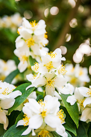 Beautifully blooming white jasmine flowers in their natural environment.の写真素材