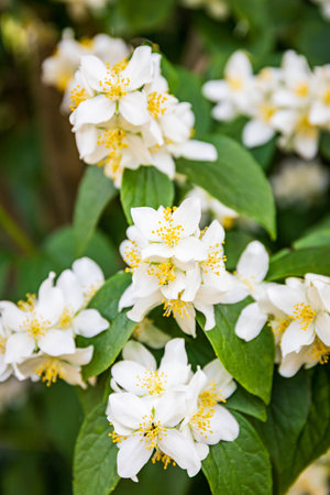 Beautifully blooming white jasmine flowers in their natural environment.の写真素材