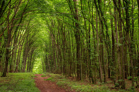 Beautiful green long tunnel in the forest, wonders of nature.