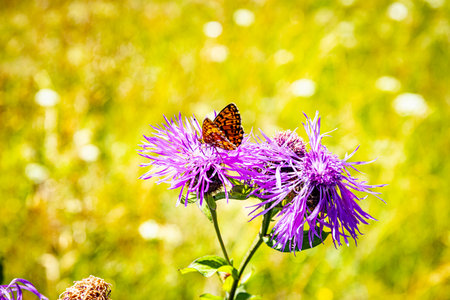 Beautiful summer field with blooming flowers and a butterfly on a flower.の写真素材