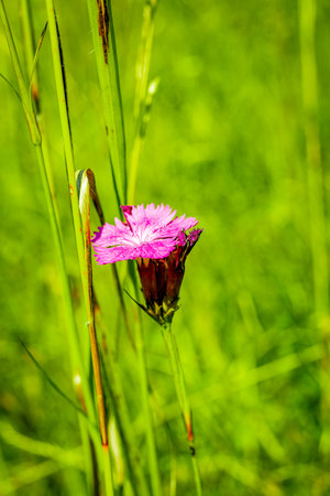 Magnificent summer field with blooming flowers.の写真素材