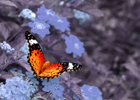 Butterfly on cold color background.の写真素材