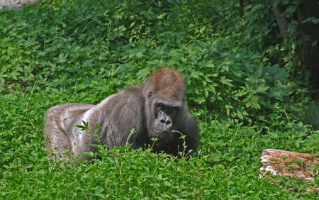 Gorilla in the Zoo of Beijing,China.