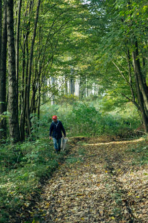 Mushroom harvest in the large Forest. Man finding mushrooms.