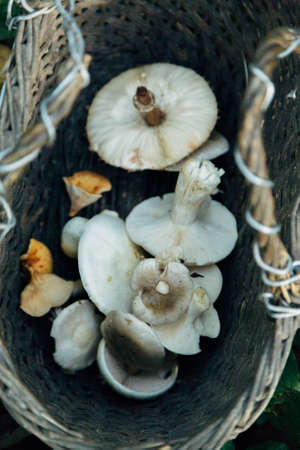 Mushroom harvest in the large Forest. Basket with mushroomsの写真素材