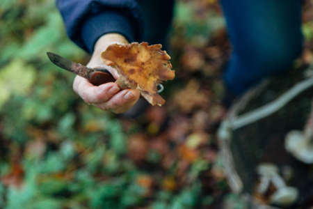 Mushroom harvest in the large Forest. Mushroom in the handの写真素材