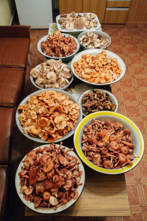 Mushroom harvest. Many mushrooms in basins. Mushroom preparationの写真素材