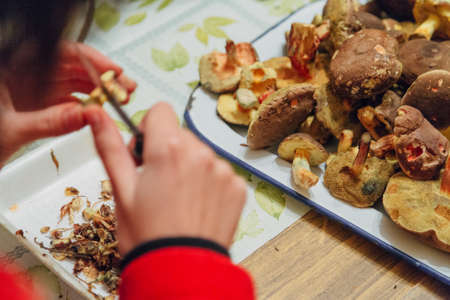 Mushroom harvest. Girl cleans mushrooms. Many Autumn plantsの写真素材