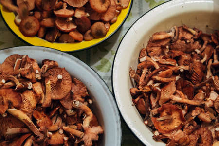 Mushroom harvest. Many Autumn plants in basinsの写真素材