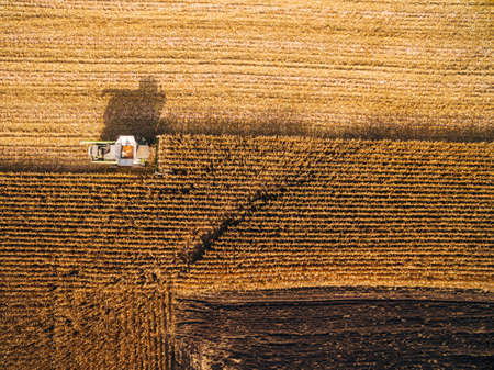 Harvesting Corn in the Green Big Field. Aerial View over Automated Combinesの写真素材