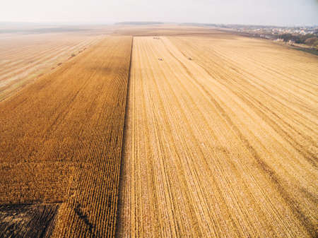 Harvesting Corn in the Golden Big Field. Aerial Viewの写真素材