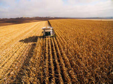 Harvesting Corn in the Green Big Field. Aerial View over Automated Combinesの写真素材