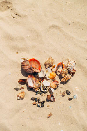 Many Different Seashells Lie on the Golden Sand of Sea Beach. Nature Decorationsの写真素材