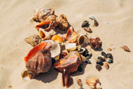 Many Different Seashells Lie on the Golden Sand of Sea Beach. Nature Decorationsの写真素材
