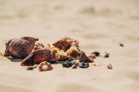 Many Different Seashells Lie on the Golden Sand of Sea Beach. Nature Decorationsの写真素材