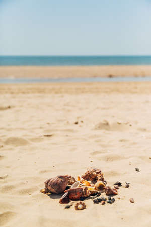 Many Different Seashells Lie on the Golden Sand of Sea Beach. Nature Decorationsの写真素材