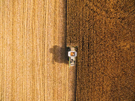 Harvesting Corn in the Green Big Field. Aerial View over Automated Combines