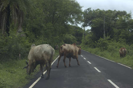 Bulls on the roadside grazing on the grass grow after monsoon. Seen on the route to Boisar, Maharashtra.の写真素材