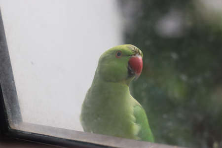 Green Indian Parrot outside the kitchen window, looking inside for food.