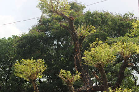 Tender leaves sprouting after the monsoon on the pruned tree branches.
