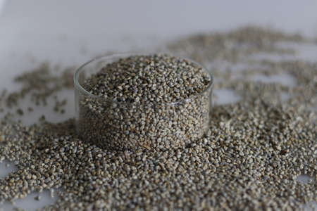 Bajra or pearl millet, a Pennisetum glaucum crop spread on the white table top. It is also known as...