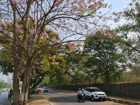 Pink Tabebuia rosea tree with flowers on the Eastern express highway in Vikhroli area opposite to Godrej Industrial campus.のeditorial素材
