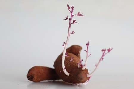 Sprouted sweet potato. The sweet potato or sweetpotato is a dicotyledonous plant that belongs to the bindweed or morning glory family, Convolvulaceae. Shot on white backgroundの写真素材