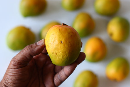 Lalbagh Mangoes held in hand. Ripe Lalbagh mangoes with golden red skin, known for juicy pulp and sweet aroma. A tropical Indian fruit rich in vitamin C, fiber and antioxidants. Ideal for summer treatの写真素材