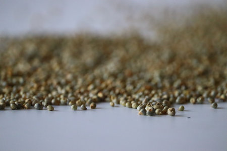 Close up view of pearl millet also known locally as bajra, showcasing its natural texture and earthy tones on a white backdrop. A gluten free super grain for Indian, African, and plant based cuisinesの写真素材