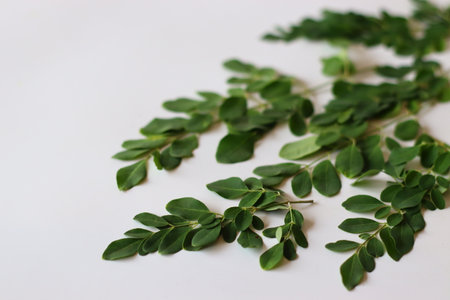 Fresh bunch of Moringa leaves or drumstick leaves on a clean white background. Ideal for South Indian, Ayurvedic, and vegan cuisine visuals. Symbol of nutrition, herbal wellness, and organic livingの写真素材