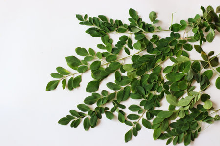 Fresh bunch of Moringa leaves or drumstick leaves on a clean white background. Ideal for South Indian, Ayurvedic, and vegan cuisine visuals. Symbol of nutrition, herbal wellness, and organic livingの写真素材