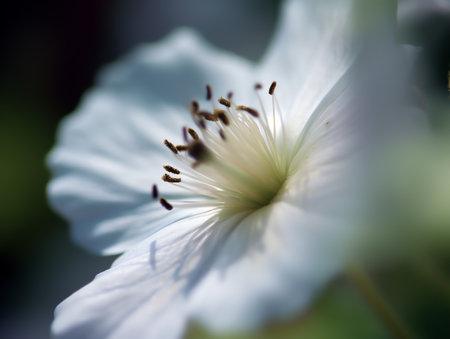 White flower in the garden. Shallow depth of field, selective focus.の素材