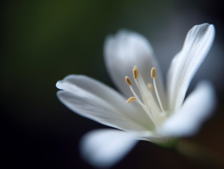 White flower on a dark background. Macro. Shallow depth of field.の素材