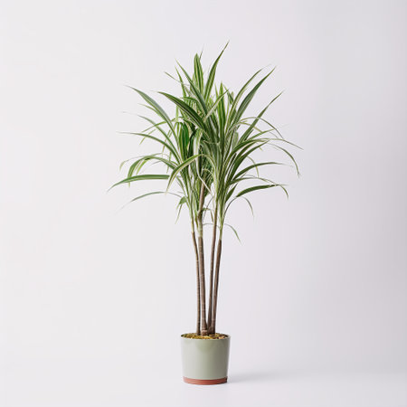 Houseplant in a pot on a white background. Home decor conceptの素材