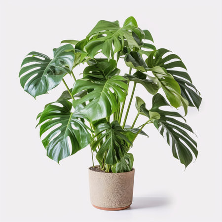 Monstera deliciosa plant in a pot isolated on white backgroundの素材