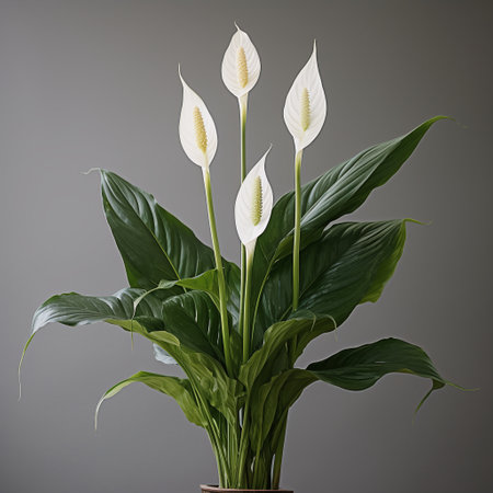 Spathiphyllum in pot isolated on gray background.の素材
