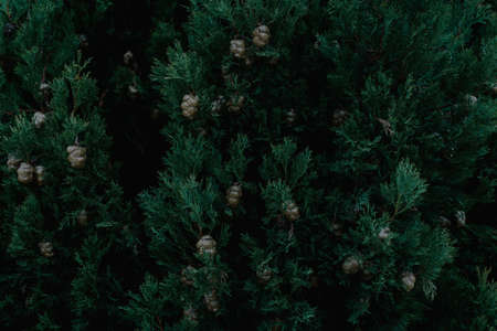 Dark botanical background, pine tree, cypress