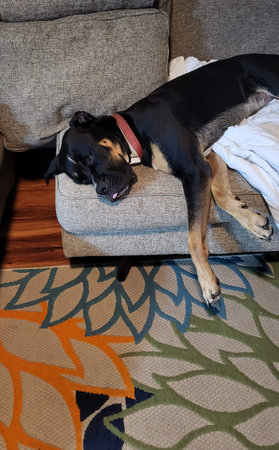Dog Sleeping With Tongue Outの写真素材
