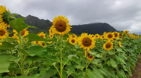 Sunflower Field in WaimÄnaloの写真素材