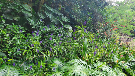 Monstera and Flowers on Oahuの写真素材