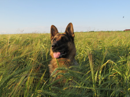 Happy dog ??(german shepherd) sitting in a wheat fieldの写真素材